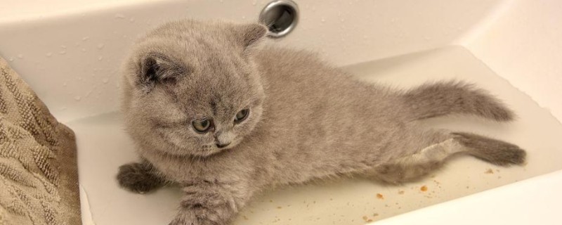 如何轻松洗猫猫，温度和高度要把控好