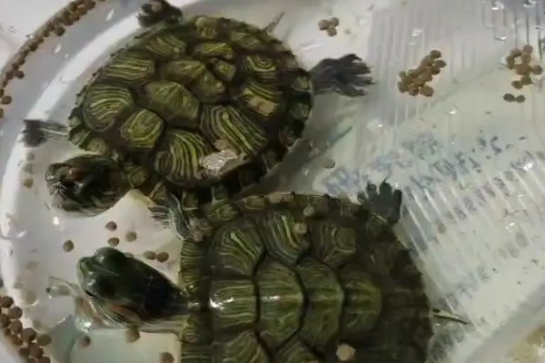 巴西龟冬眠后不进食如何处理,可以等它适应后再喂食
