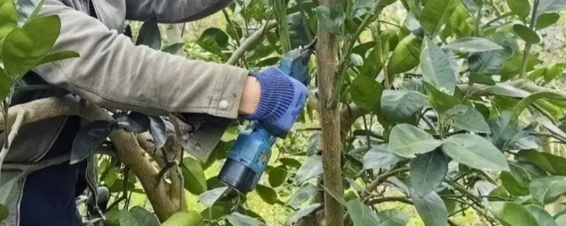 柚子树的修剪方法,摘心打顶在早期进行