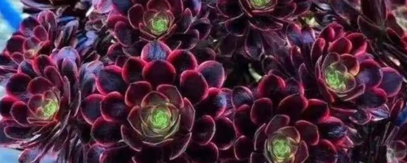 如何让法师长满侧芽，可以给植株摘心