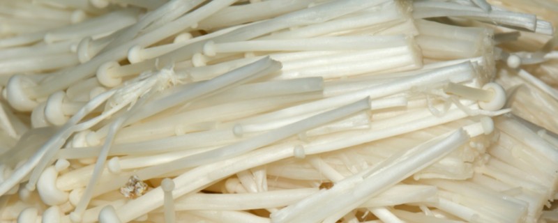 用一次性培养料栽培金针菇的方法,培养室的温度保持在22-26℃