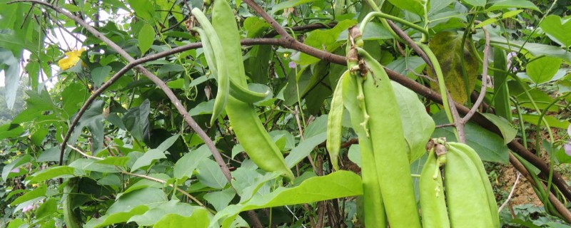 刀豆在哪个季节种植，一般会在2-3月份进行