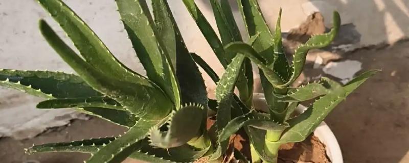 芦荟的养殖方法，春秋季节每周浇一次水