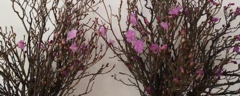 干枝杜鹃怎么养殖，每隔2天换一次水