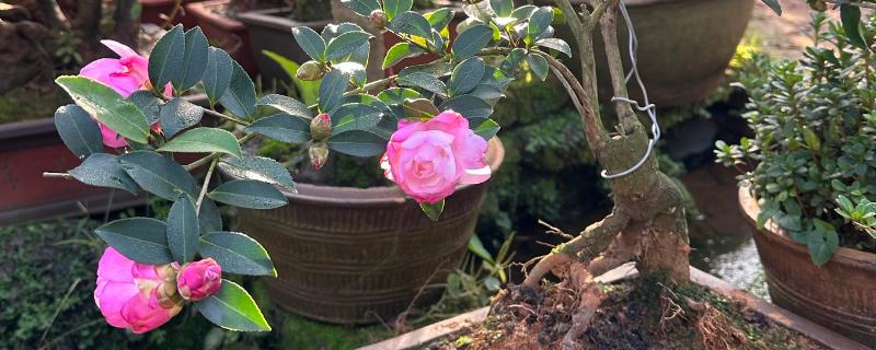 茶花的花语,寓意端庄圣洁等