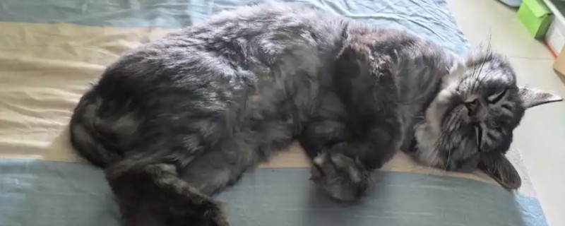 小猫的后腿为什么会外八,骨骼畸形、患有内科疾病是主因