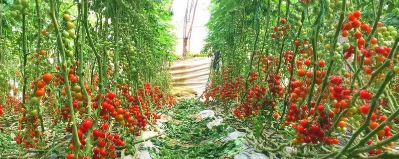 西红柿生长过程中需要什么肥料,基肥选择优质的农家肥