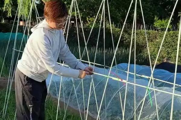 秋黄瓜什么时候种,在立秋前1个月种比较适合