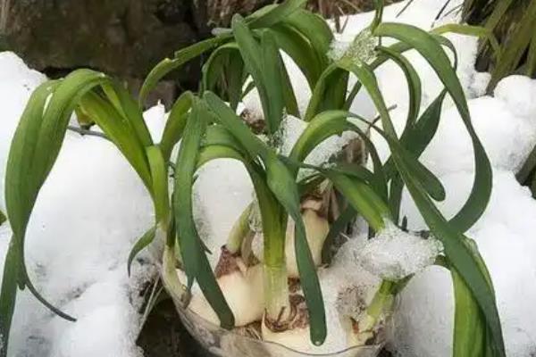 水仙花冻了还可以活吗,就不可存活了