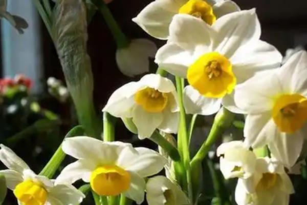 水仙花冻了还可以活吗,就不可存活了