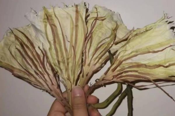 昙花摘下来怎么保存,可以做成干花