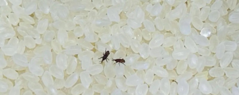 米生虫了怎么办,放些大蒜在米里面