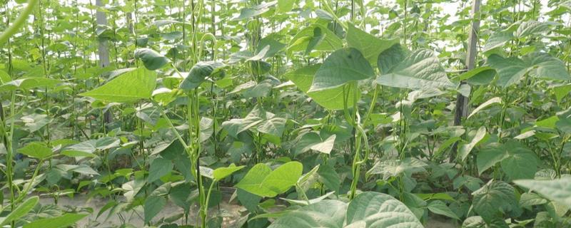 种芸豆要放几粒种子,放入1-3粒种子