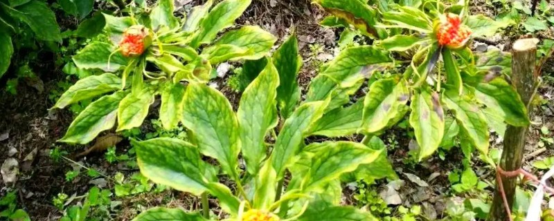 七叶一枝花的种植方法,每穴播撒2-3粒种子