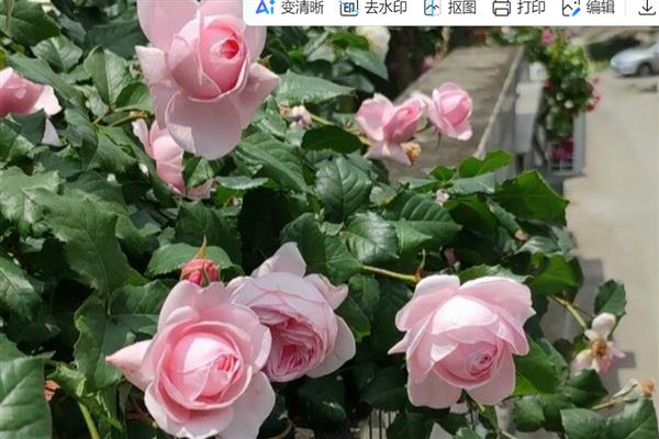 大花强香月季品种简介，其花量较大且花色为白色