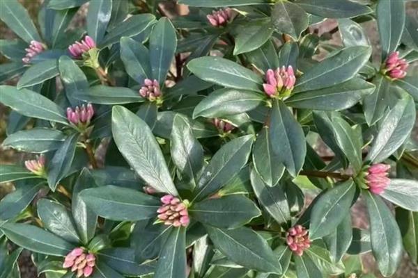 瑞香的花语，寓意吉祥祥瑞、健康生机等