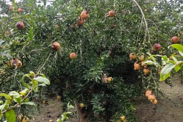 种植石榴的条件,适合在透气、疏松的沙质土壤中生长