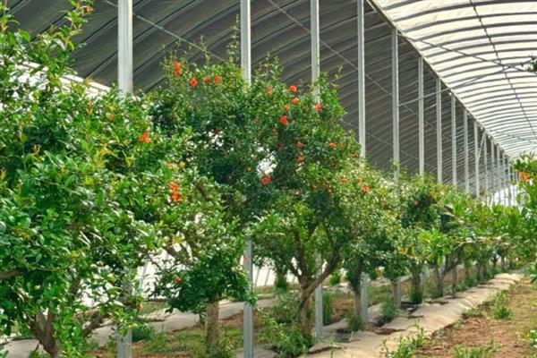种植石榴的条件,适合在透气、疏松的沙质土壤中生长
