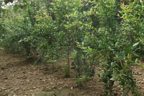 种植石榴的条件,适合在透气、疏松的沙质土壤中生长