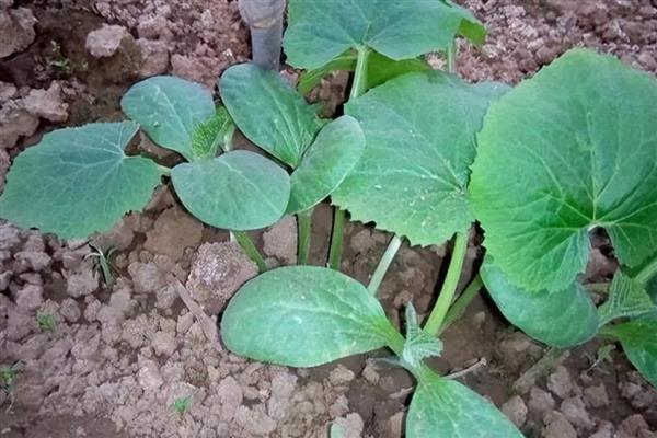 冬瓜苗怎么培育，通常采用育苗定植法栽培