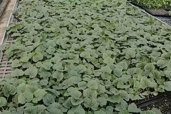 冬瓜苗怎么培育，通常采用育苗定植法栽培