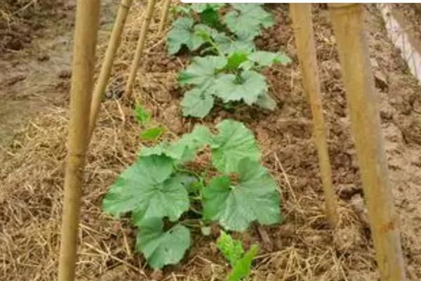 冬瓜苗怎么培育，通常采用育苗定植法栽培