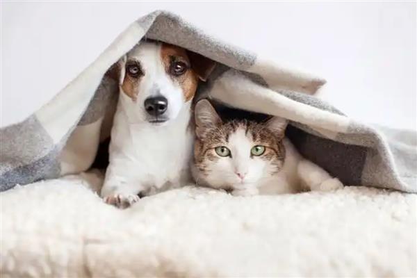 犬猫齿龈炎的症状,以齿龈的充血和肿胀为特征