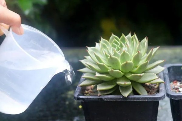 多肉的正确浇水方法,不同季节的浇水方法不同