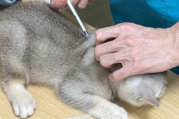 犬猫齿龈炎的症状,以齿龈的充血和肿胀为特征