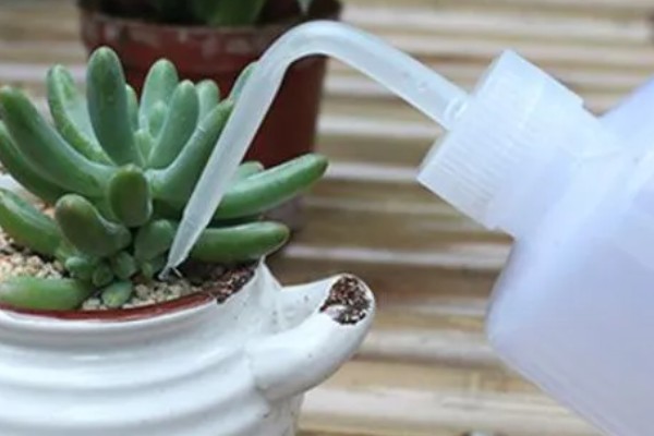 多肉的正确浇水方法,不同季节的浇水方法不同