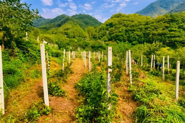 五味子落花落果怎么办，应以预防为主