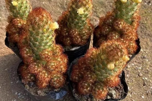 金手指多久浇水一次，夏季每隔3到5天浇水一次