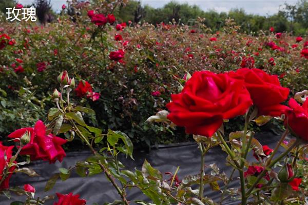 玫瑰与月季有什么区别，叶片数量、花朵、花色等方面不同
