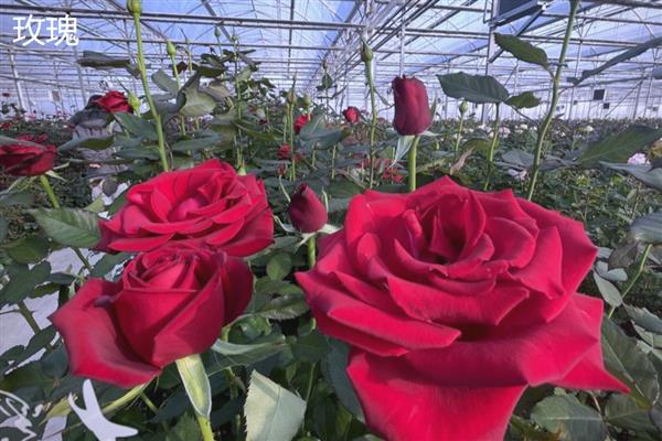 玫瑰与月季有什么区别，叶片数量、花朵、花色等方面不同
