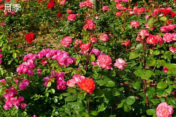 玫瑰与月季有什么区别，叶片数量、花朵、花色等方面不同