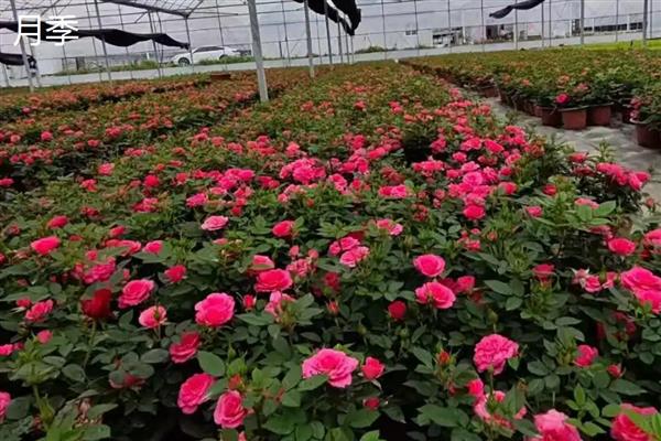 玫瑰与月季有什么区别，叶片数量、花朵、花色等方面不同