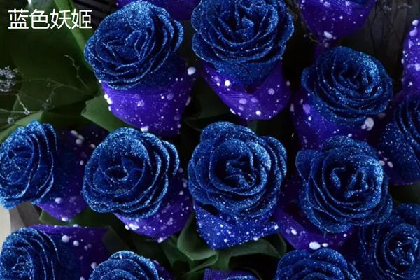 玫瑰与月季有什么区别，叶片数量、花朵、花色等方面不同