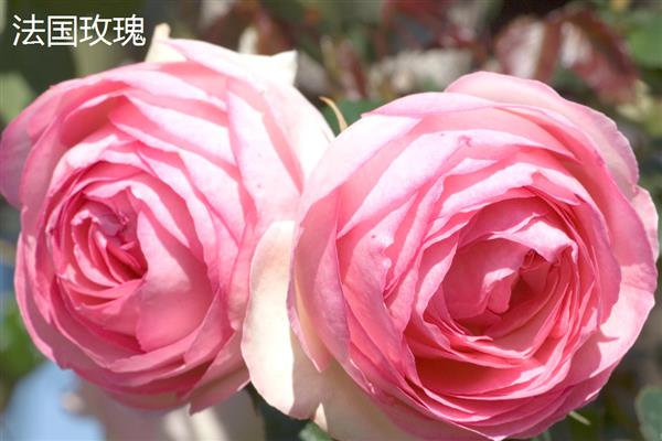 玫瑰与月季有什么区别，叶片数量、花朵、花色等方面不同