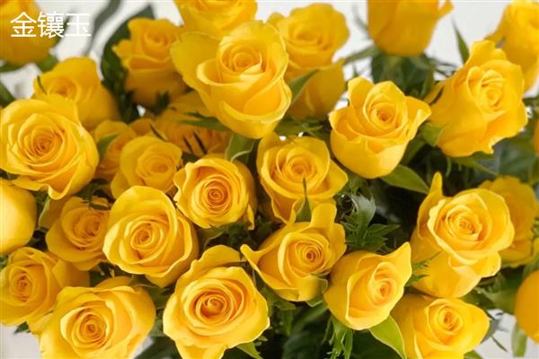 玫瑰与月季有什么区别，叶片数量、花朵、花色等方面不同