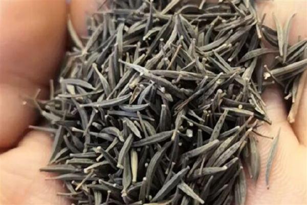 格桑花种子在几月份播种,在每年春季的3-4月份播种