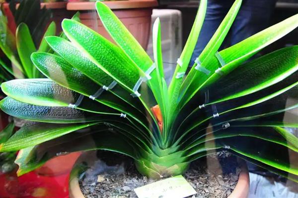 君子兰一盆能不能种植多棵，多棵栽种会影响叶片生长