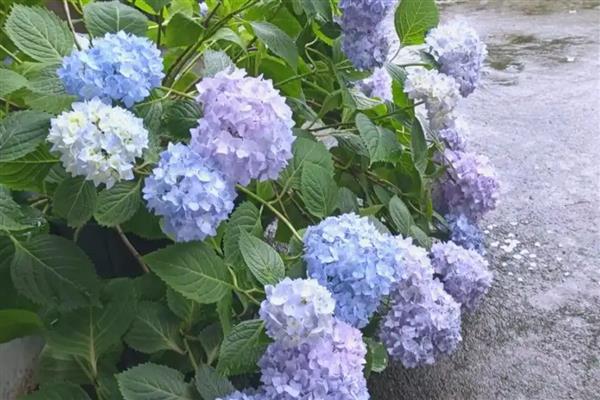 无尽夏有没有毒，全株都有毒性