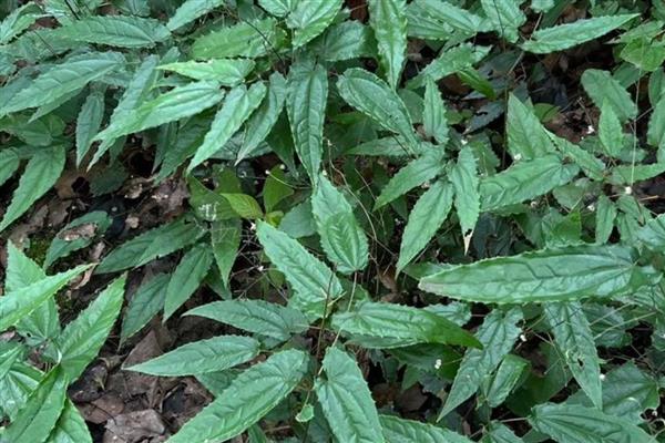 贵州适合种哪些药材,道地药材可选择天麻、石斛、南沙参等品种
