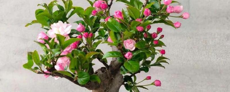 海棠花适合在家养吗,可以家养