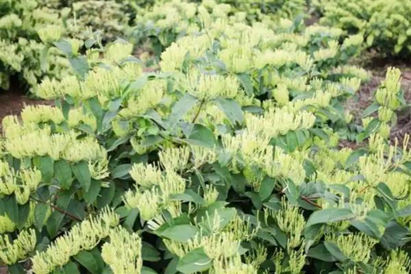 贵州适合种哪些药材,道地药材可选择天麻、石斛、南沙参等品种