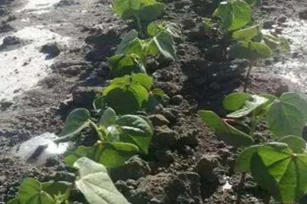 腐植酸是什么，是一种大分子有机物质