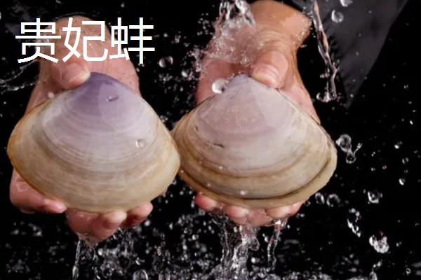 海笋贝的产地,原产于日本、朝鲜等沿海地区