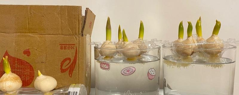 水培郁金香有没有毒,水培郁金香有毒