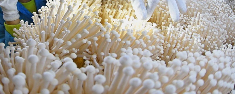 金针菇的种植方式,室温要保持在20-25℃