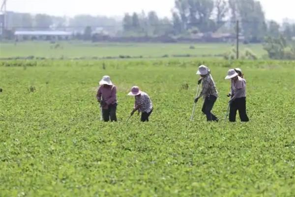 怎么防治草坪中的杂草,根据杂草类型使用对应除草剂